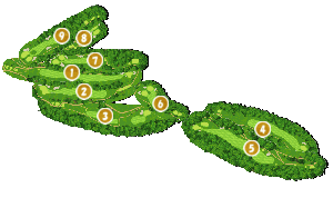 コース全体俯瞰図