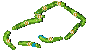 コース全体俯瞰図