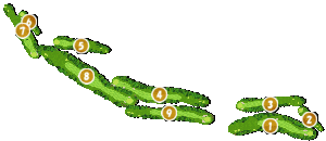 コース全体俯瞰図