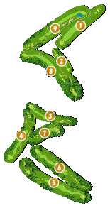 コース全体俯瞰図