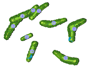 コース全体俯瞰図