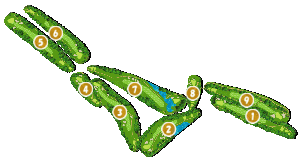 コース全体俯瞰図