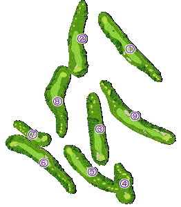 コース全体俯瞰図