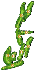 コース全体俯瞰図