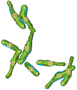 コース全体俯瞰図