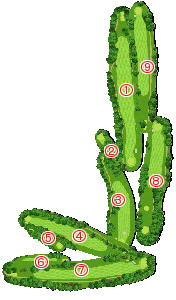 コース全体俯瞰図