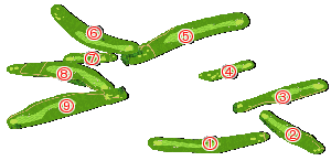 コース全体俯瞰図