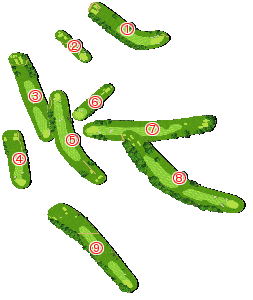 コース全体俯瞰図